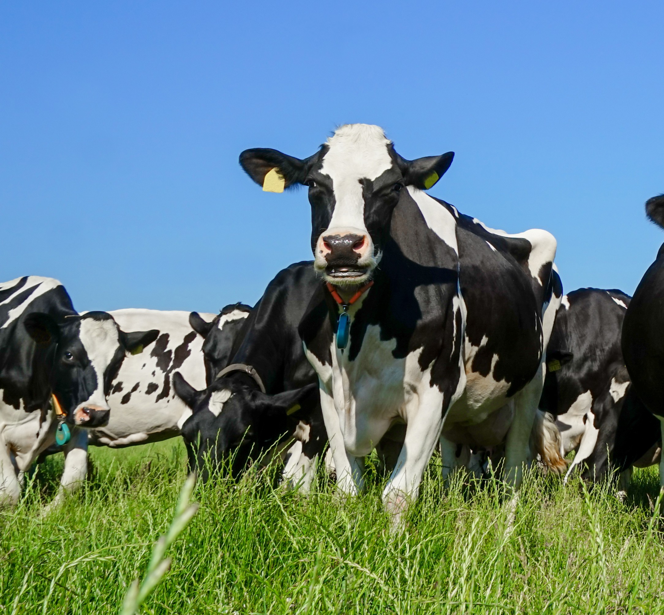 Cows on meadow; © Countrypixel 